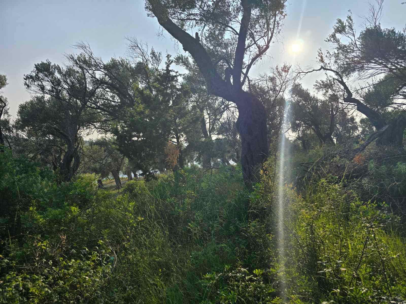 viber_image_2025-09-11_17-07-19-601