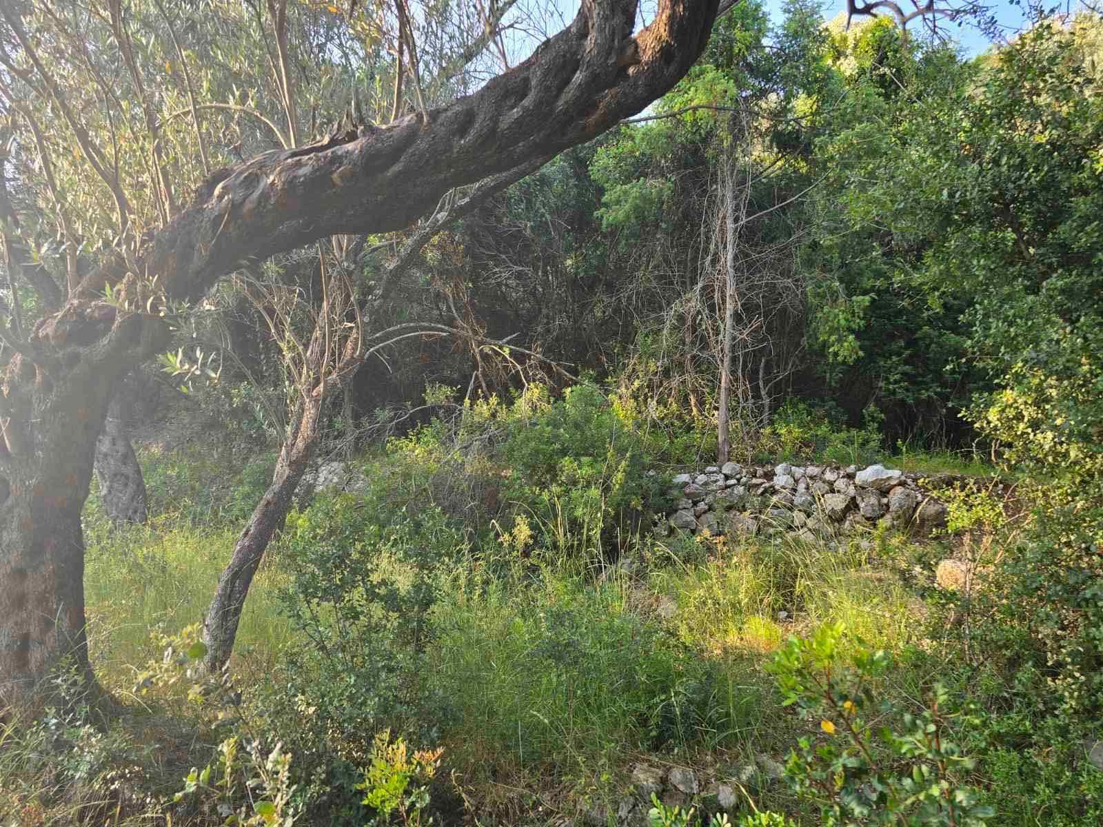 viber_image_2025-09-11_17-07-19-868