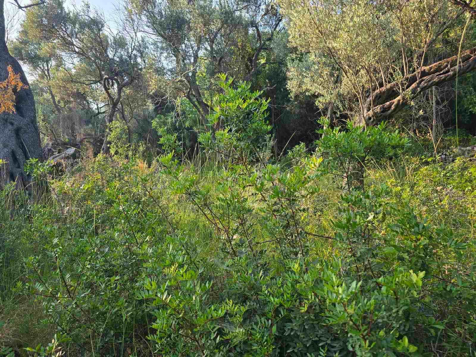 viber_image_2025-09-11_17-07-20-369